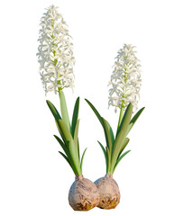 Hyacinthus orientalis tree, front view, cutout, transparent background, isolate, Elegant white hyacinth flowers blooming in spring garden, floral beauty