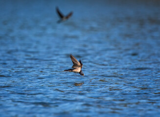 A barn swallow bird flies over the water and catches insects on the surface