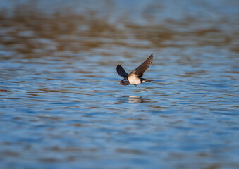 A barn swallow bird flies over the water and catches insects on the surface