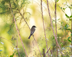 Eastern Phoebe Looking Over Wing