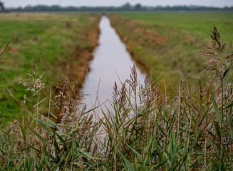 Close up of reeds on the side of a stream in the countryside