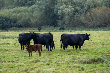 Baby calf among a herd of cattle on the marshes