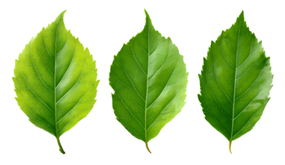  3 green leaves isolated on a transparent background, cutout png file with no gray shadow and without a white borde