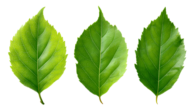  3 green leaves isolated on a transparent background, cutout png file with no gray shadow and without a white borde