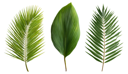3 sets of palm leaves, isolated on a transparent background, png format