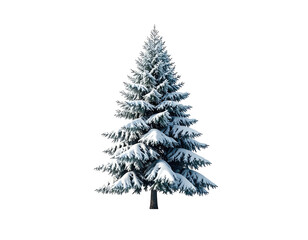 Snow covered evergreen pine tree isolated on a pure white background.