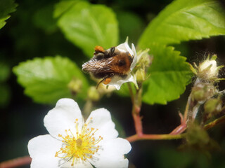 bee wasp on flower summer