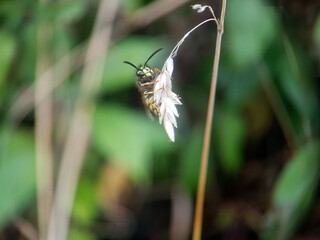bee wasp on flower summer