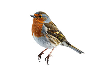 Colorful common chaffinch bird isolated on a white background.