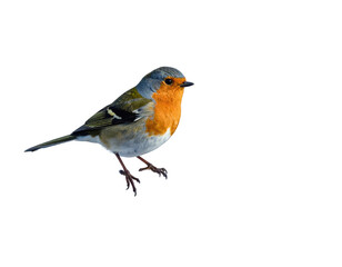 Obraz premium European robin bird with bright orange breast isolated on white.