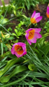 A striking vertical close-up of three vibrant pink and orange flowers, likely a botanical or wild-type tulip such as Tulipa batalinii or a similar cultivar, with petals flaring open to reveal a bright
