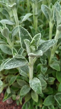 Vertical macro close-up shot of a Lamb's Ear plant (Stachys byzantina) showcasing its soft, velvety, silvery-green leaves covered with small, clear water droplets, highlighting the texture and