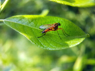 Fly on leaf summer garden