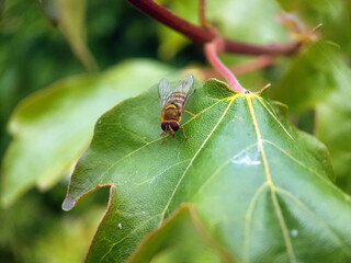 Fly on leaf summer garden
