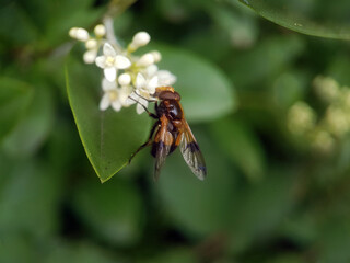 Fly on leaf summer garden