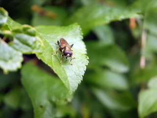 Fly on leaf summer garden