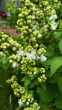 Vertical macro close-up shot capturing a dense cluster of light green buds and several newly opened white lilac flowers, set against a blurred background of green foliage and a hint of a darker red