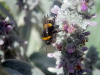 bee wasp on flower summer