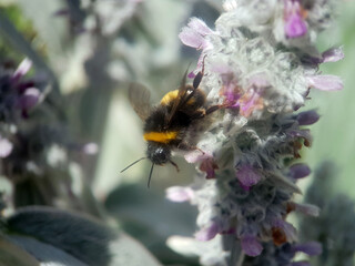 bee wasp on flower summer