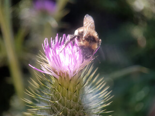 bee wasp on flower summer
