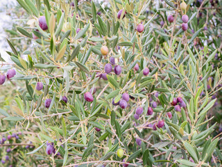 Branches of olive tree filled with ripe olives in various shades, showing their readiness for harvest. Bright green leaves surround fruits under clear sky in orchard