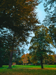 Naklejka premium Trees with red, green, and yellow foliage and bushes in an autumn park. Autumn landscape