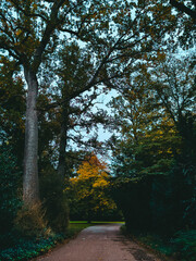 Trees with red, green, and yellow foliage and bushes in an autumn park. Autumn landscape