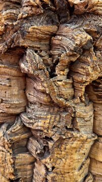 Vertical extreme close-up shot capturing the highly abstract and geometric pattern formed by the thick, rugged, and deeply furrowed surface of cork oak tree bark, creating a natural background texture