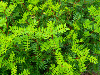 Lush bright green leaves of thriving plant cover ground in outdoor garden. vibrant greenery is illuminated by sunlight, showcasing beauty of nature in spring