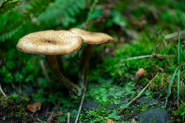 Pilze im Herbst im Pfälzerwald als Makroaufnahme mit Unschärfekreisen im Hintergrund