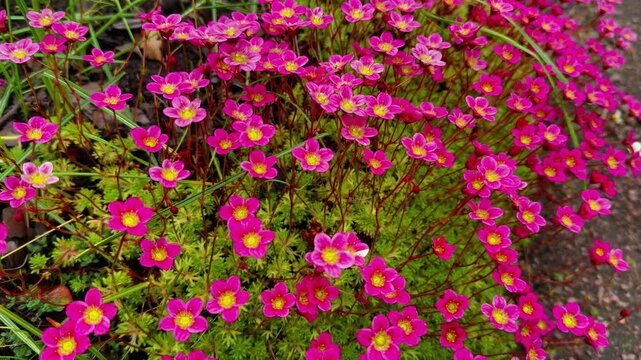 A vivid, close-up, high-angle shot captures a dense, vibrant clump of Saxifraga arendsii flowers, often called Mossy Saxifrage or Rockfoil, covered in numerous small, hot pink, five-petaled blooms