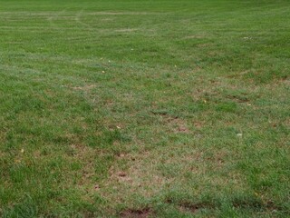 Poor quality lawn with patchy, uneven grass and visible dry spots, showing signs of neglect and bad mowing — imperfect turf surface illustrating cheap lawn care and maintenance problems