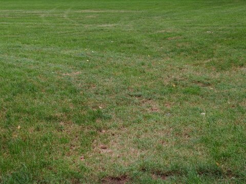 Poor quality lawn with patchy, uneven grass and visible dry spots, showing signs of neglect and bad mowing &mdash; imperfect turf surface illustrating cheap lawn care and maintenance problems