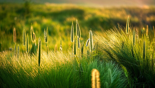 Close Up Of Green Foxtail Setaria Viridis In Summer Field