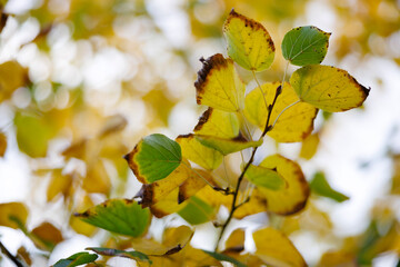 Close-up of yellow autumn leaves with brown edges and soft bokeh background