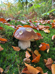 Porcini (Boletus edulis) — edible brown-capped mushroom surrounded by colorful autumn leaves