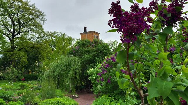 Wide angle shot of a narrow dirt path curving through the historic Peter the Great Botanical Garden in Saint Petersburg during spring, featuring purple lilac bushes, lush foliage, and a yellow