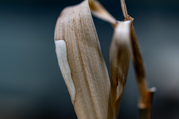 close up of a flower