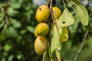 yellow prunes on a tree in a nursery in the Vosges region in France