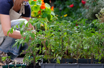 Fototapeta premium A woman gardener preparing young kitchen garden plants ready to be transplanted. 