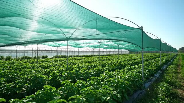 Agricultural Crop Growing Under Shade Cloth - This video shows a large agricultural field with crops growing under a green shade cloth structure. In the background is a large greenhouse structure.
