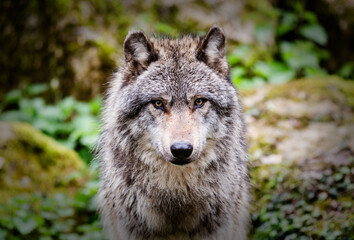 Loup gris expressif dans la for&ecirc;t qui vous regarde droit dans les yeux