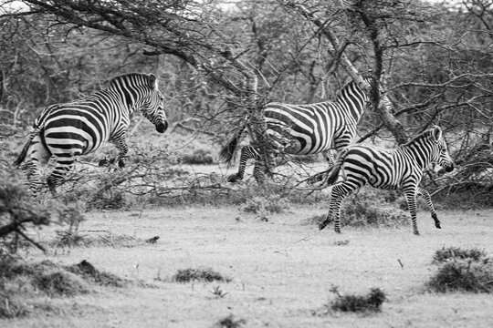 Zebras running