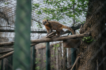 A curious coati balancing on wooden beams within a controlled zoo habitat, showcasing its natural behavior.