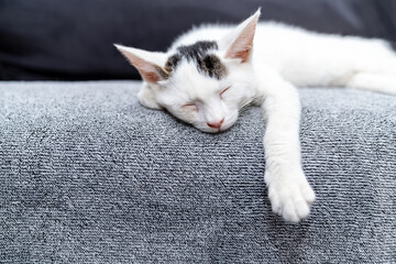 Adorable tabby kitten sleeping peacefully on soft grey blanket, close up of cute baby cat resting indoors, cozy and calm domestic pet photo perfect for animal care, sleep, or pet lifestyle themes