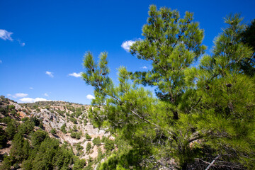 Pine trees in the rocky area