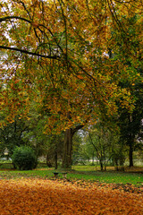 Bright maple leaves in shades of yellow and green forming a natural canopy in park. Concept of autumn background, calmness, and seasonal nature.