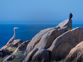 Escena en la que se observan y se miran una garza y un cuervo ante un mar de intenso azul