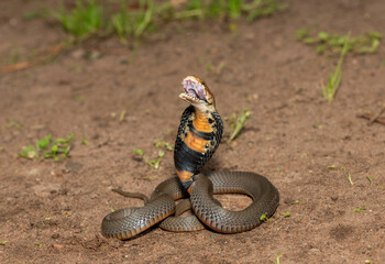 The feared Mozambique Spitting Cobra (Naja mossambica) spitting its potent venom – Africa’s deadly venomous snake
