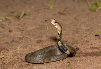 The feared Mozambique Spitting Cobra (Naja mossambica) displaying its signature hood in a defensive pose – Africa’s deadly venomous snake